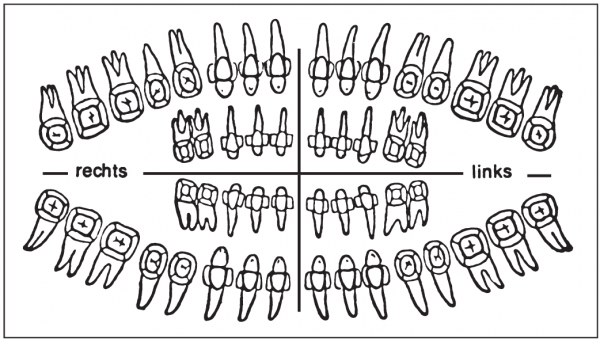 Zahnschema (50 x 90 mm)