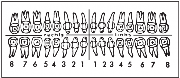 Zahnschema (30 x 70 mm)