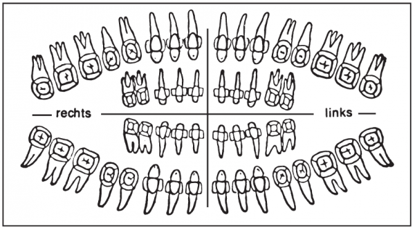 Zahnschema (40 x 75 mm)