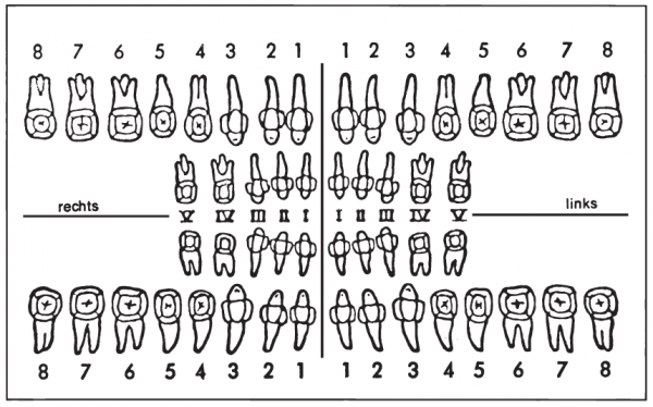 Zahnschema (45 x 75 mm)